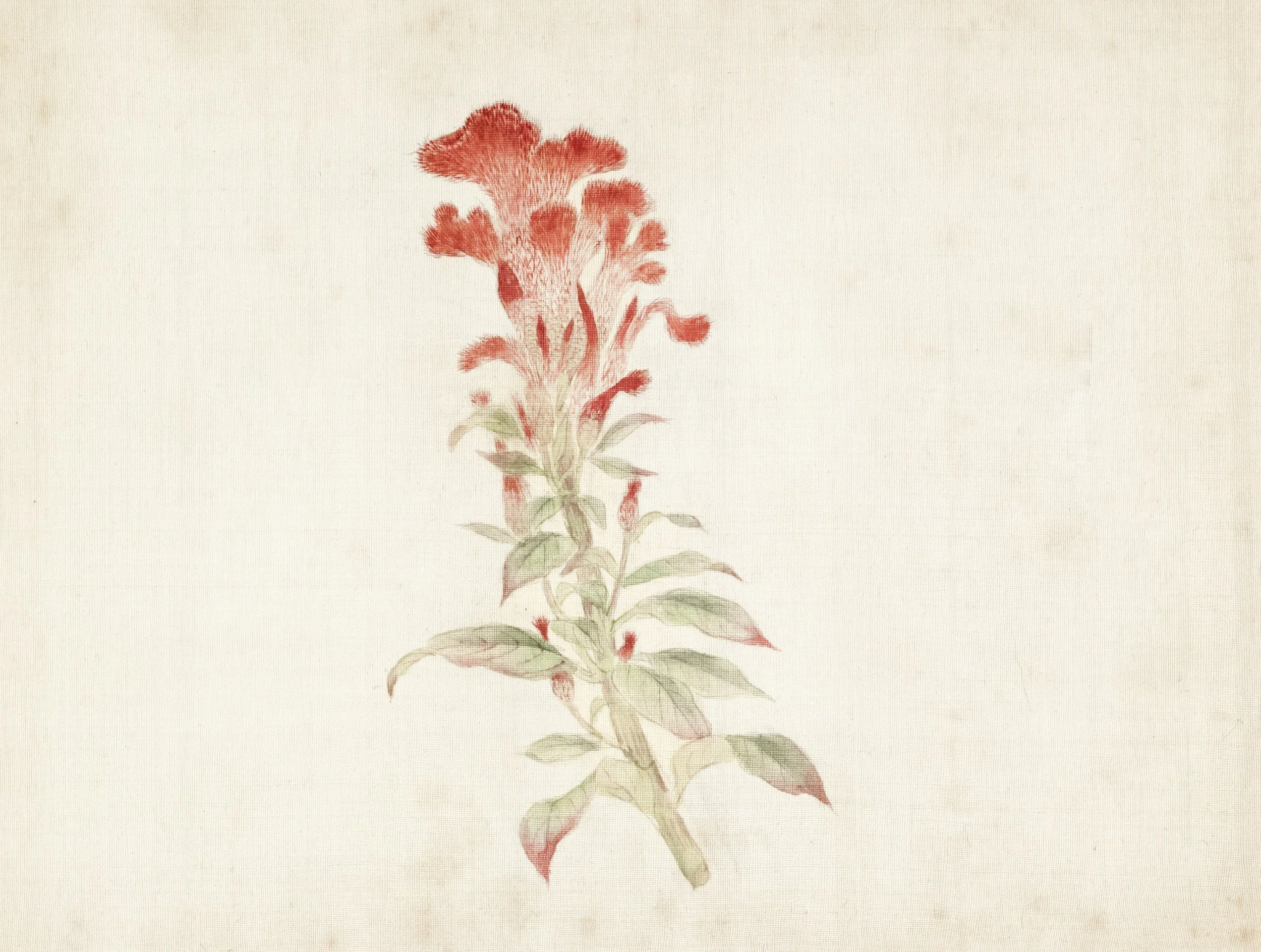 Botanical illustration in remembrance of Kassy Williams