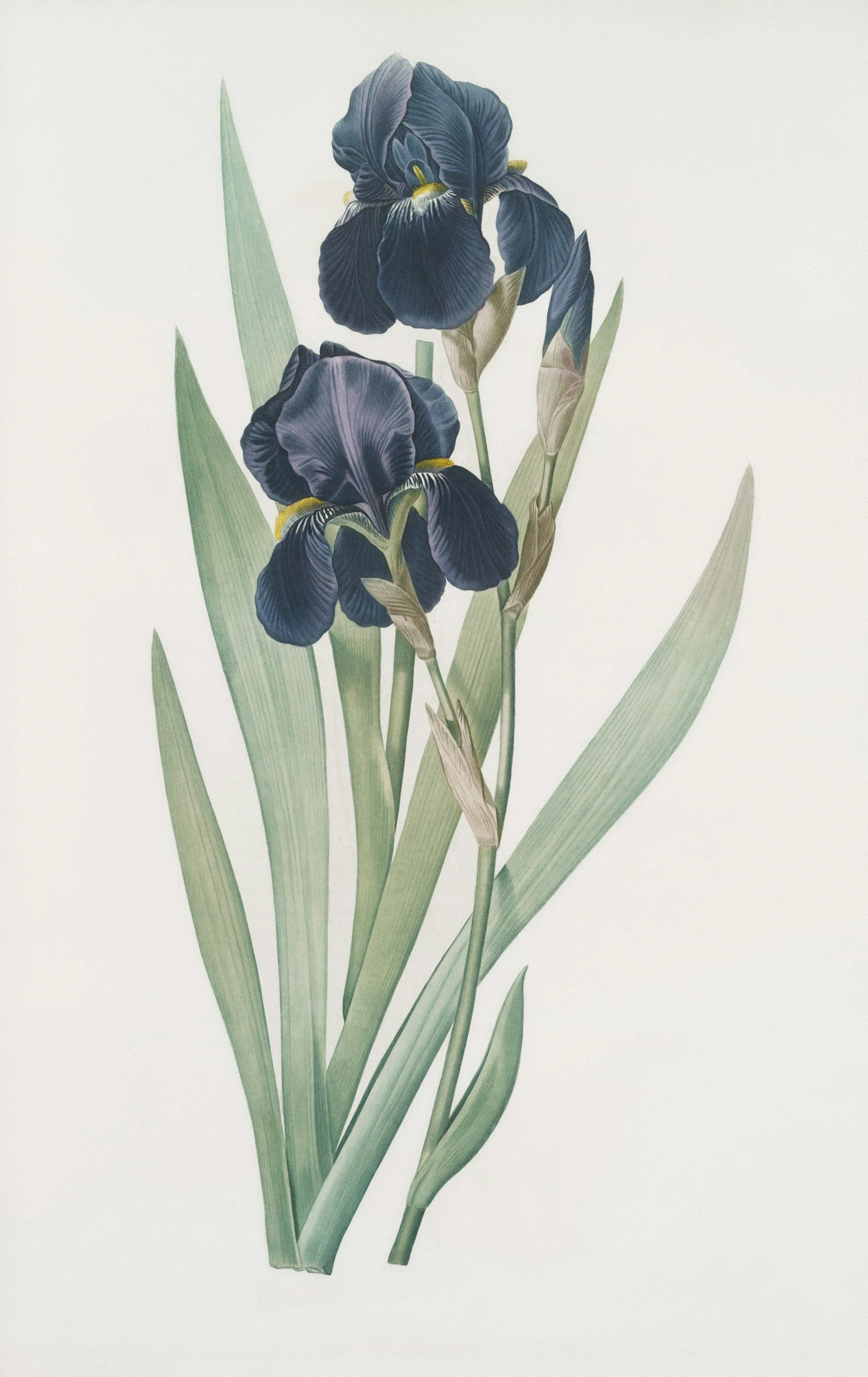 Botanical iris illustration