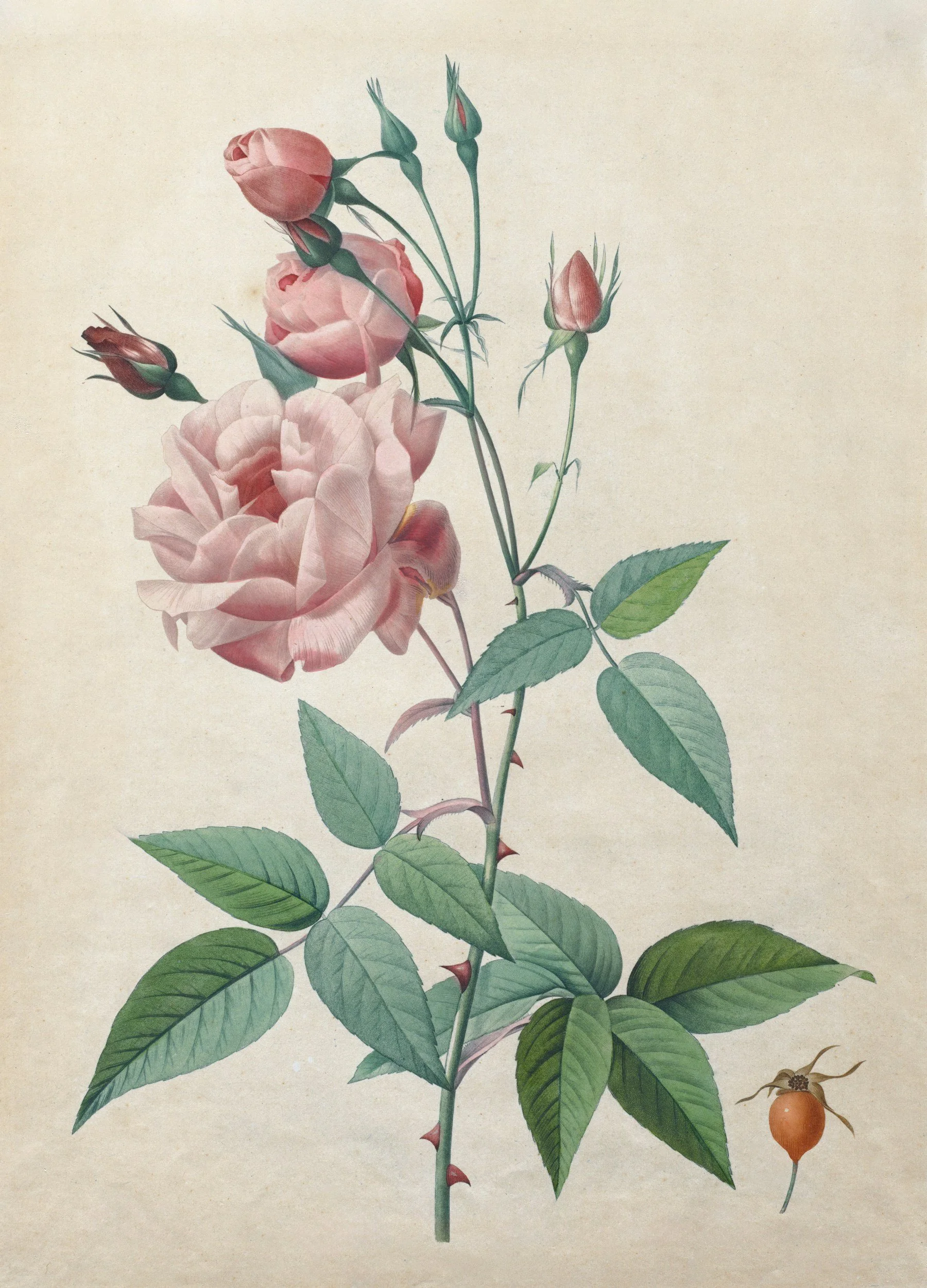 Botanical pink rose illustration