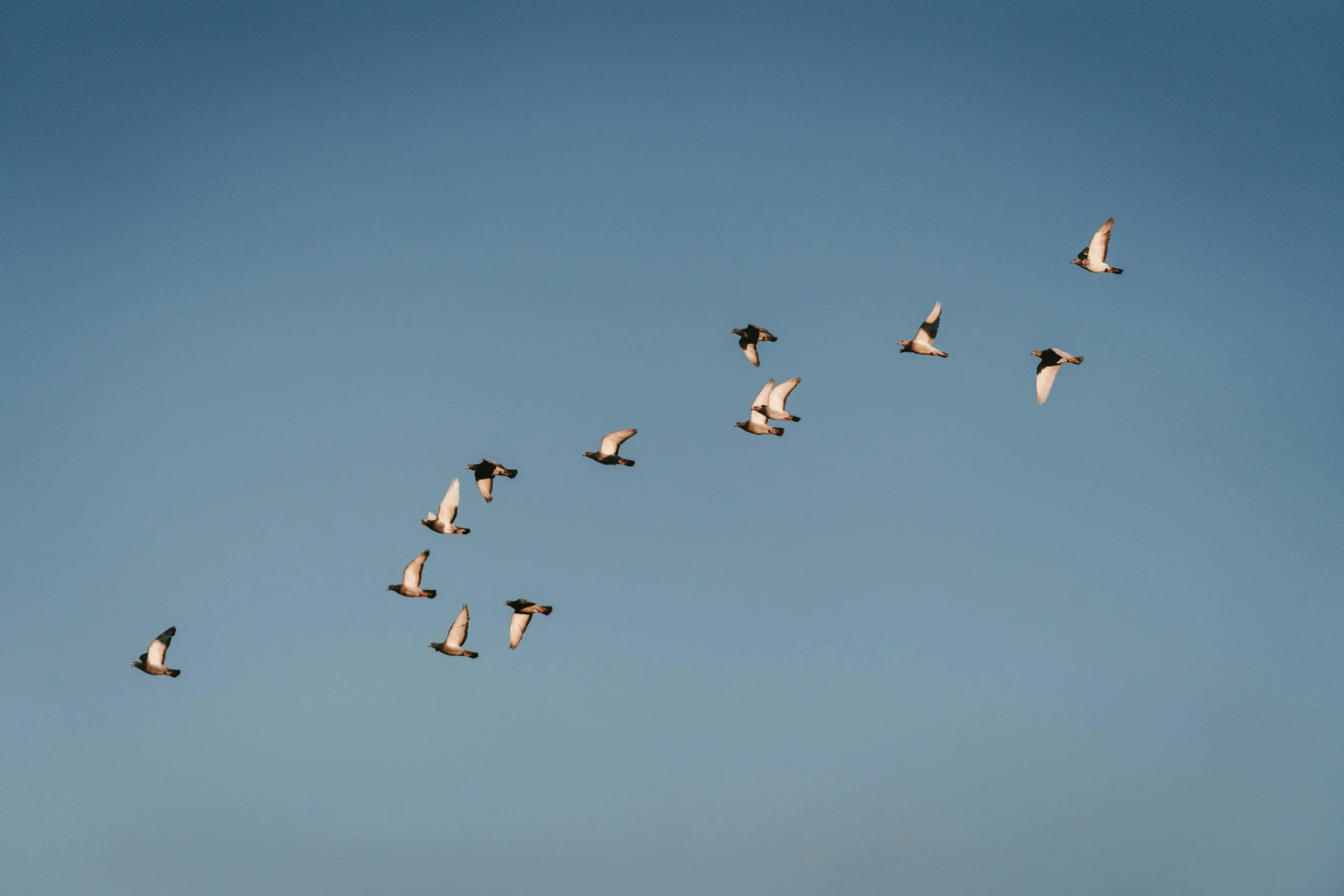 Flock of birds against an open sky